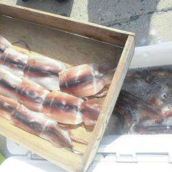 大進丸（愛知） 釣果