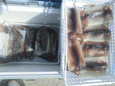 大進丸（愛知） 釣果