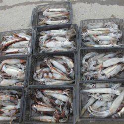 大進丸(愛知) 釣果