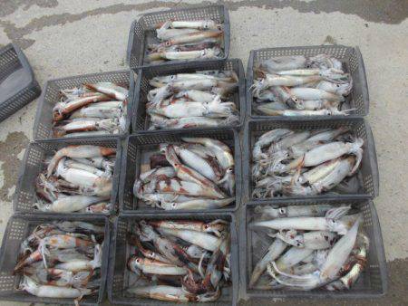 大進丸(愛知) 釣果