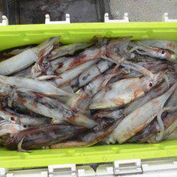 大進丸(愛知) 釣果