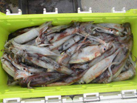 大進丸（愛知） 釣果