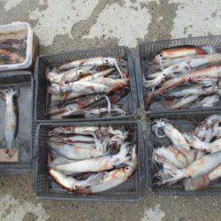 大進丸(愛知) 釣果