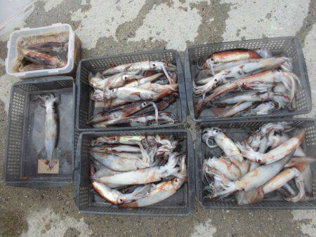 大進丸(愛知) 釣果