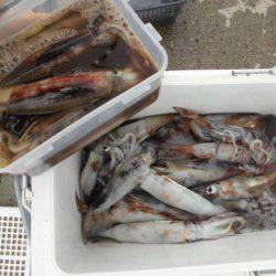 大進丸(愛知) 釣果