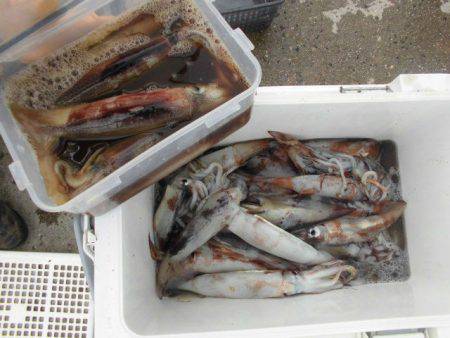 大進丸(愛知) 釣果