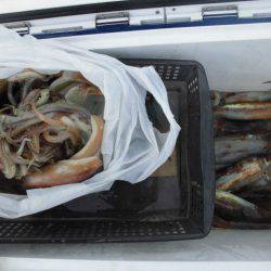 大進丸(愛知) 釣果