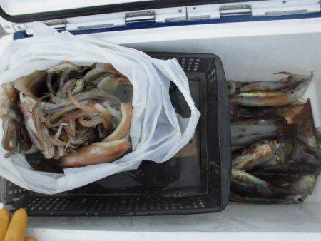 大進丸(愛知) 釣果