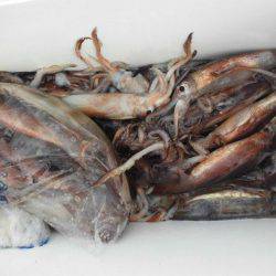 大進丸(愛知) 釣果