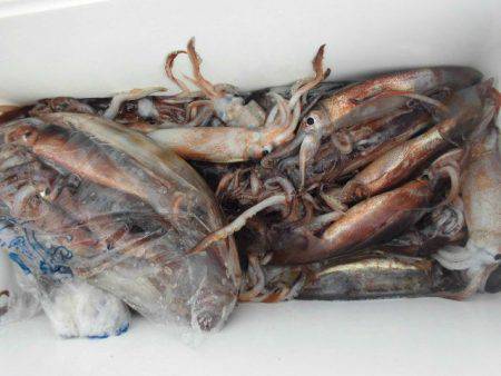 大進丸(愛知) 釣果