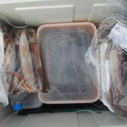 大進丸(愛知) 釣果