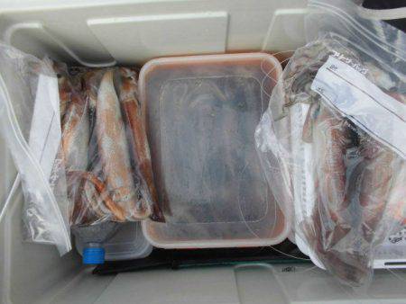 大進丸(愛知) 釣果