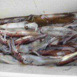 大進丸(愛知) 釣果