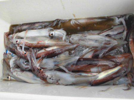 大進丸(愛知) 釣果