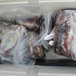 大進丸(愛知) 釣果