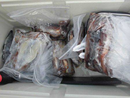 大進丸(愛知) 釣果