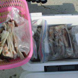 大進丸(愛知) 釣果