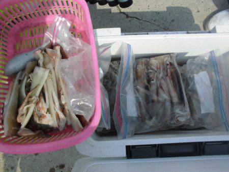 大進丸(愛知) 釣果