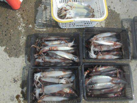 大進丸(愛知) 釣果