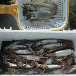 大進丸(愛知) 釣果