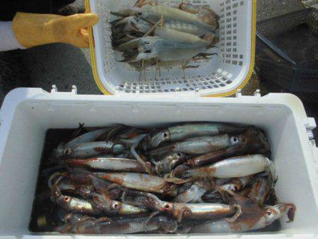 大進丸(愛知) 釣果