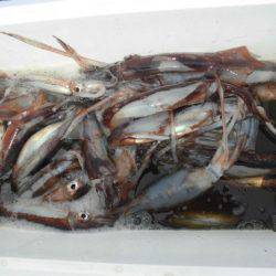 大進丸(愛知) 釣果