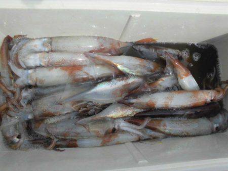 大進丸(愛知) 釣果