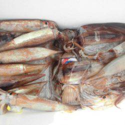 大進丸(愛知) 釣果