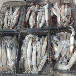 大進丸(愛知) 釣果