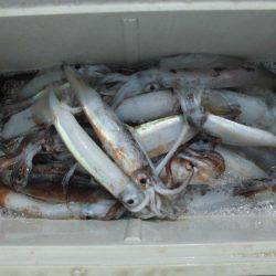 大進丸(愛知) 釣果