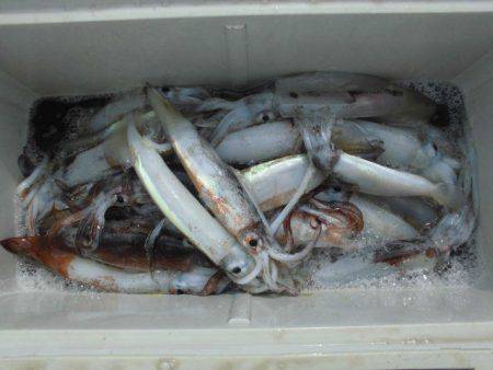 大進丸(愛知) 釣果