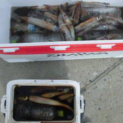 大進丸(愛知) 釣果