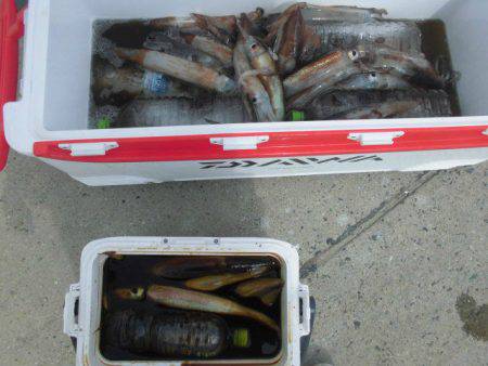 大進丸(愛知) 釣果