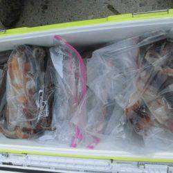 大進丸(愛知) 釣果