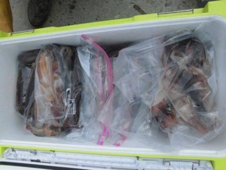 大進丸(愛知) 釣果