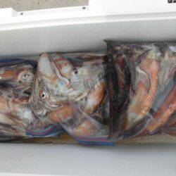 大進丸(愛知) 釣果