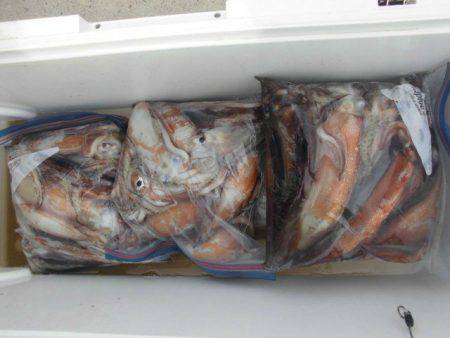 大進丸(愛知) 釣果