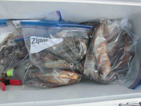 大進丸(愛知) 釣果