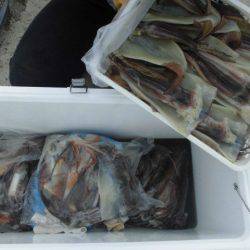 大進丸(愛知) 釣果