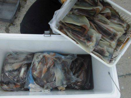 大進丸(愛知) 釣果