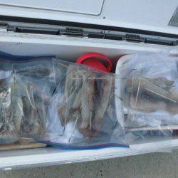 大進丸(愛知) 釣果