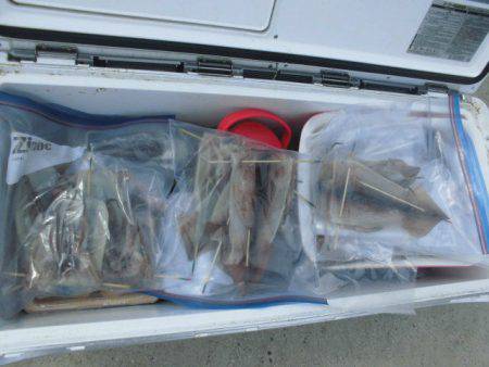 大進丸(愛知) 釣果