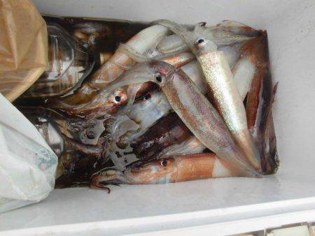 大進丸（愛知） 釣果