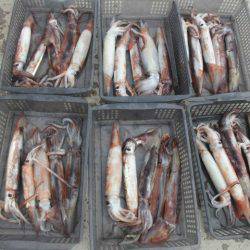 大進丸（愛知） 釣果