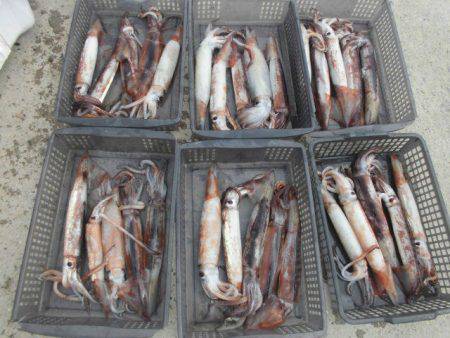 大進丸（愛知） 釣果