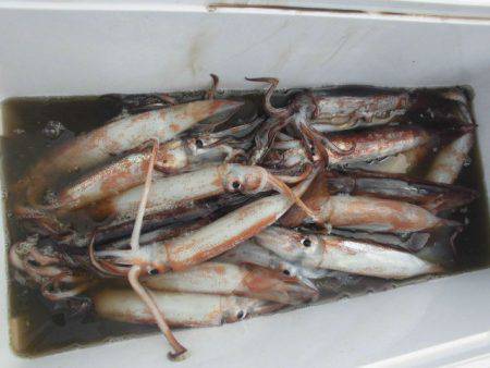 大進丸（愛知） 釣果