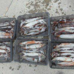 大進丸（愛知） 釣果