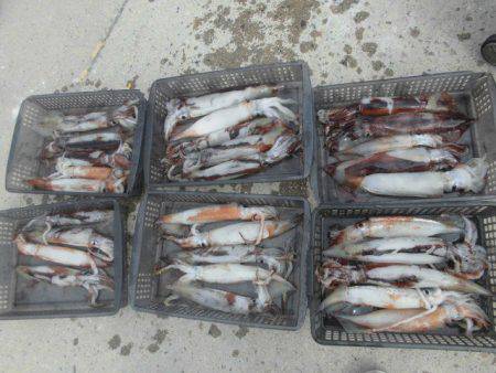 大進丸（愛知） 釣果