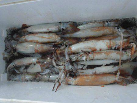 大進丸（愛知） 釣果