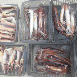 大進丸（愛知） 釣果